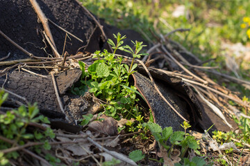 primroses snowdrops bloom in early spring in the sun under debris and plastic. Ecology. Environmental pollution.