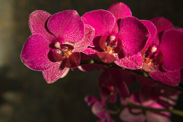 Bright red, ruby-crimson orchid flowers with water drops close-up in semi-darkness on dark...