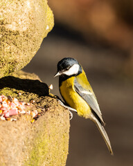 Great Tit Feeding on Mixed Bird Food on a Stone Wall