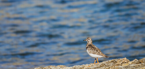 Common turnstone (Arenaria interpres) searching for food among the small stones and algae next to the sea in Almuñécar, Spain