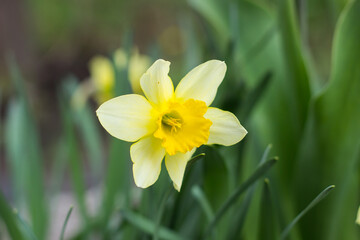 yellow daffodil flower blooms in spring in the garden