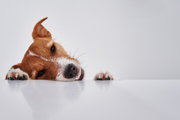 Jack Russell terrier dog with paws on table. Portrait of cute dog
