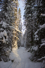 winter forest in the snow