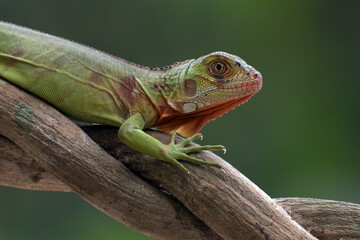 Green iguana on the tree branch