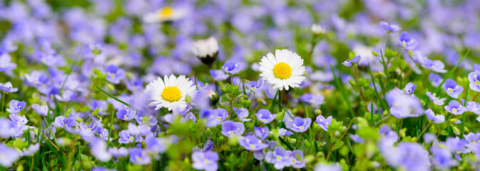 wide angle view to daisy flowers at spring with sunbeams