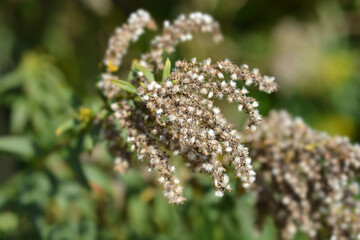 Tall goldenrod