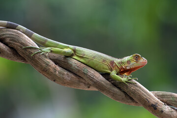Naklejka na ściany i meble Green iguana on the tree branch