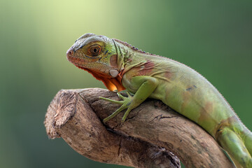 Green iguana on the tree branch