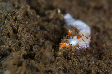  Colorful nudibranch crawling on coral reef