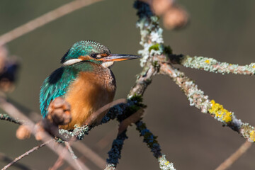 Eisvogel (Alcedo atthis) Weibchen