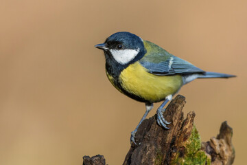 Kohlmeise (parus major)