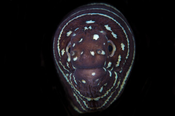 Close up detail of Zebra Moray eel - 