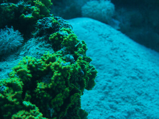 coral reef