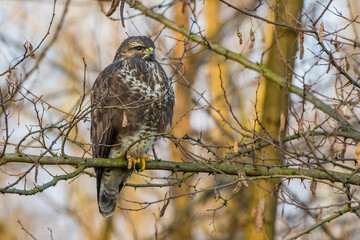 Mäusebussard (Buteo buteo)