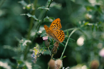 Beautiful tiger-like butterfly.