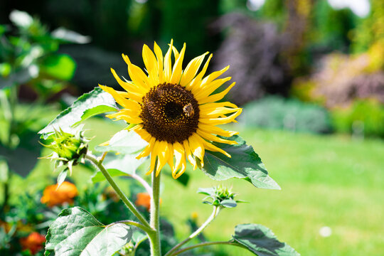 Sunflower flower on a summer day