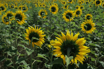 Sunflowers field