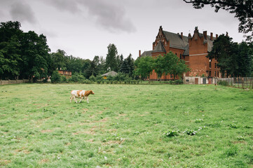 Widok na polanę z katedrą w tle i krową na pastwisku © Monika