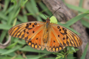 butterfly on flower