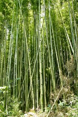 Fototapeta premium Vietnam nature