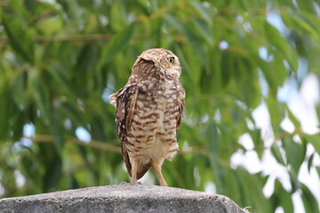 horned owl