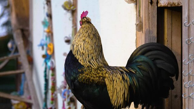 Close up of rooster standing in front of a hen house 