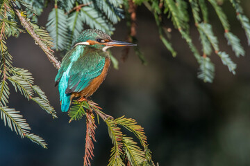 Eisvogel (Alcedo atthis) Weibchen