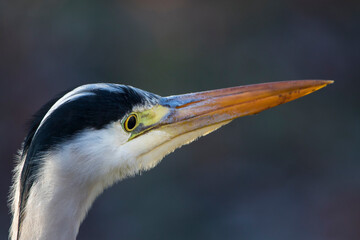 Graureiher (Ardea cinerea)
