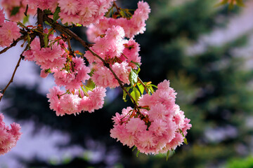 japanese cherry blossom on the branch. beautiful close up nature background in springtime on sunny day