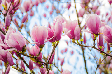 pink magnolia blossom in springtime. beautiful flowers on the branch in morning light