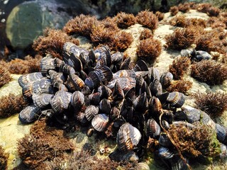 Küsten, Kalifornien, USA © MsX