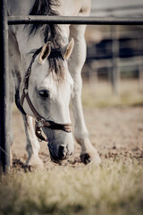 Portrait of a gray sports stallion with a dark mane in a halter.