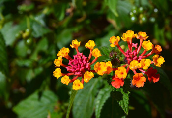 Lantana camara is a species of flowering plant native to the American tropics.Selective focus.
