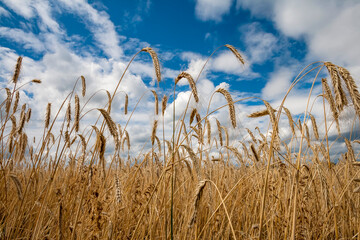 Obraz premium Getreidefeld