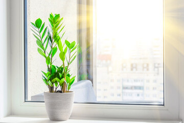 Green Zamioculcas plant on the windowsill bright rays of the spring sun outside the window room, distance urban background, residential buildings.