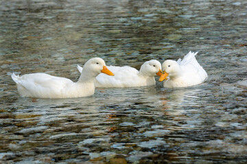 Three ducks floating in pond