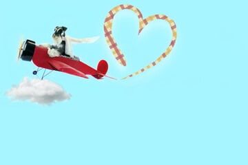dog illustration pilot dog love miniature schnauzer 