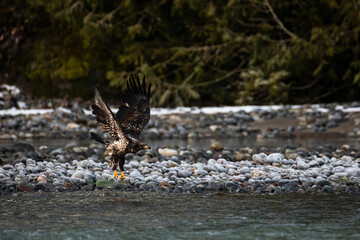 Majestic American juvenile brown bald eagle with large wings taking off and flying by the river in rain and snow in Pacific Northwest USA