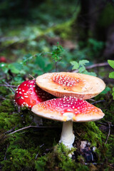 fly agaric mushroom