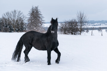 Black Friesian horse in winter.