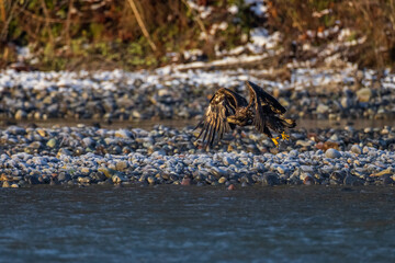 Majestic American juvenile brown bald eagle with large wings taking off and flying by the river in rain and snow in Pacific Northwest USA