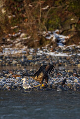 Majestic American juvenile brown bald eagle with large wings taking off and flying by the river in rain and snow in Pacific Northwest USA
