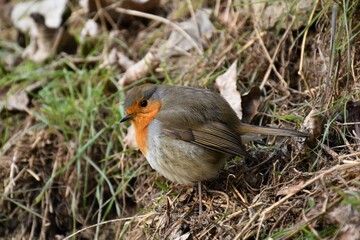 Side view of friendly robin perched on ground with grass. Cold winter day in Munilla, La Rioja.