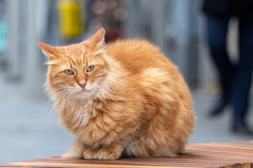 Portrait of a red stray cat sitting on a street bench. İstiklal Avenue, Istanbul, Turkey.
