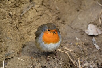 Friendly robin perched on the ground. Cold day after the snowstorm Filomena and looking for some heat and food near humans. Munilla, La Rioja.