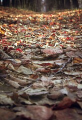 autumn foliage in the alley