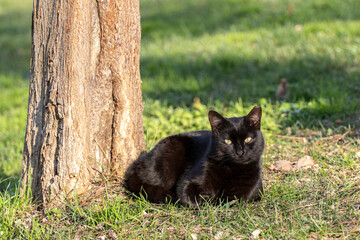 Naklejka na ściany i meble Portrait of a stray black cat lying near a tree. Photo close up in Üsküdar. Istanbul, Turkey.