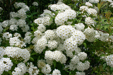 white flowers