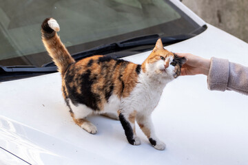 A woman strokes a stray cat lying on car. Photo close up in Istanbul, Turkey.
