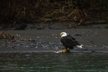Majestic American bald eagle eats salmon fish carcass on rocks by the river in rain in Pacific Northwest USA